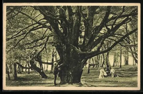 AK Stubbenkammer, Herthabuche