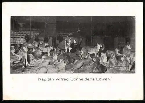 AK Kapitän Alfred Schneider`s Löwen, Zirkus