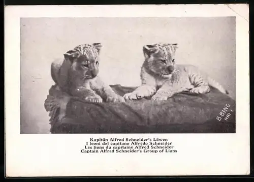 AK Kapitän Alfred Schneider`s Löwen