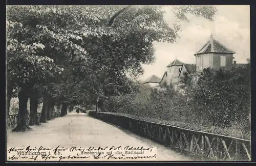 AK Mühlhausen i. Thür., Hirschgraben mit alter Stadtmauer