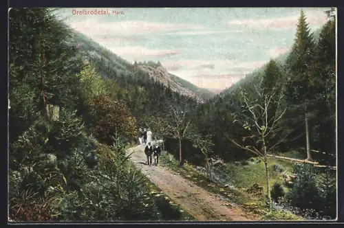 AK Sankt Andreasberg / Harz, Waldweg im Dreibrodetal mit Spaziergängern
