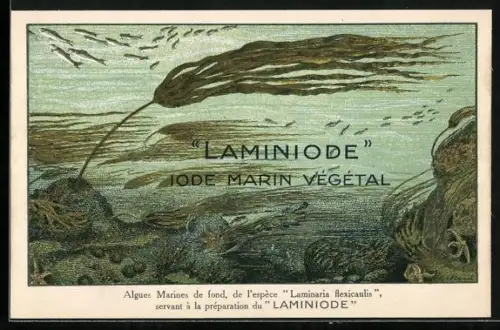 AK Saint-Mandé, Laminode, Iode Marin Végétal, 2, Rue de la Fraternité