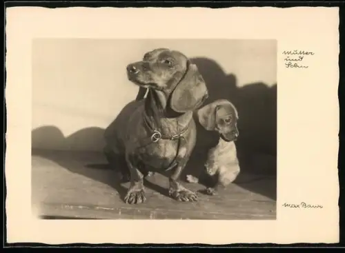 Foto-AK Max Baur: Mutter und Sohn, Dackel mit Jungem