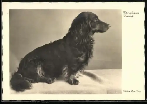Foto-AK Max Baur: Langhaarteckel, Seitenportrait