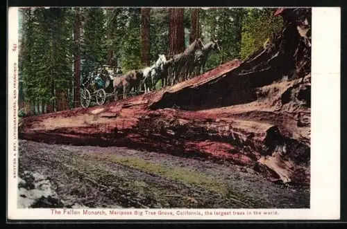 AK California, The Fallen Monarch, Baumfällen, Pferdekutsche
