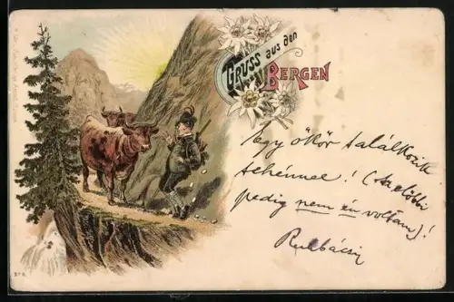 AK Bergsteiger begegnet Ochsen in den Bergen