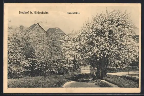 AK Neuhof b. Hildesheim, Ortspartie bei Kirschblüte