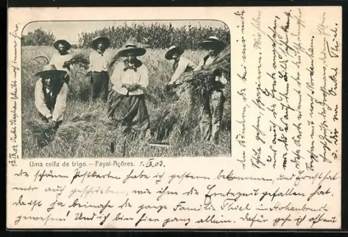 AK Fayal-Acores, Uma ceifa de trigo
