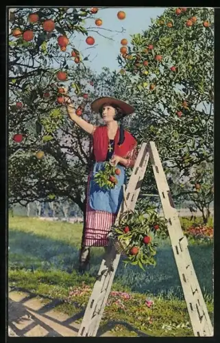 AK La Cote D`Azur, Le Cueillette des Oranges