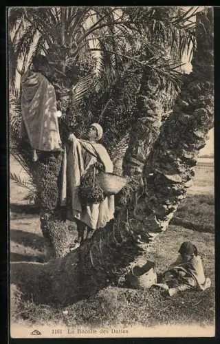 AK Dattelernte in Arabien