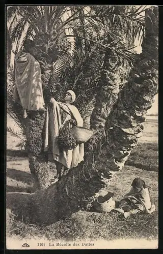 AK La Recolté des Dattes