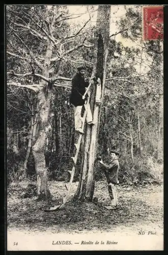 AK Landes, Récolte de la Résine