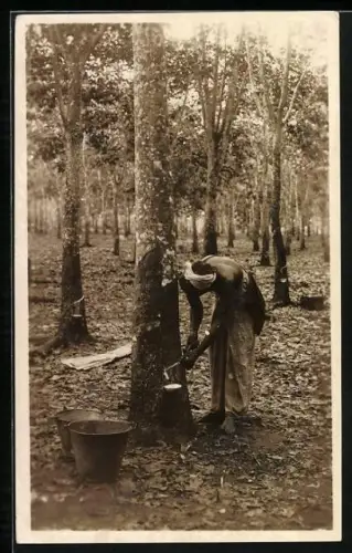 Foto-AK Kuala Lumpur, Sapping of a rubber tree