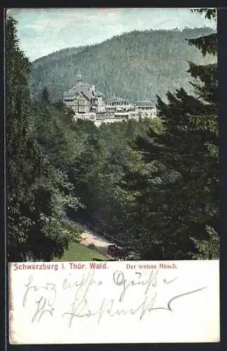 AK Schwarzburg i. Thür. Wald, Der weisse Hirsch