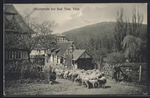 AK Hucherode bei Bad Thal, Schafherde, Fachwerkhäuser