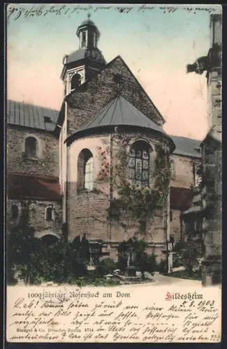 AK Hildesheim, 1000jähriger Rosenstock am Dom