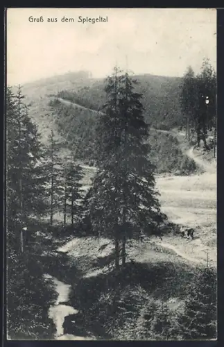 AK Zellerfeld, Waldlandschaft im Spiegeltal