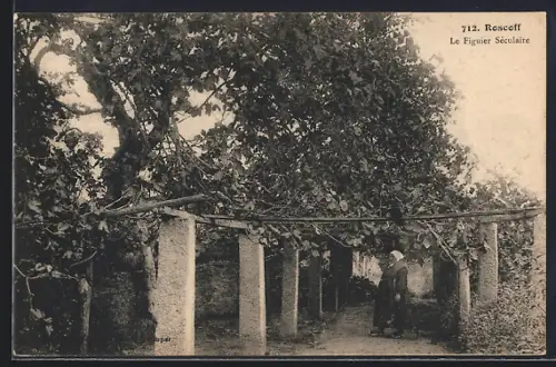 AK Roscoff, Le Figuier Séculaire