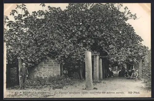 AK Roscoff /Finistère, Le Figuier séculaire