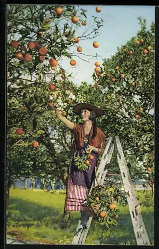 AK Cote d`Azur, La Cueillette des Oranges