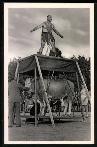 AK Gewichtheber Milo Barus hebt ein Rind