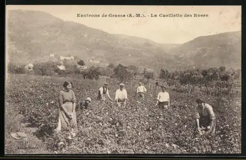 AK Grasse /A.-M., Environs, La Cueillette des Roses