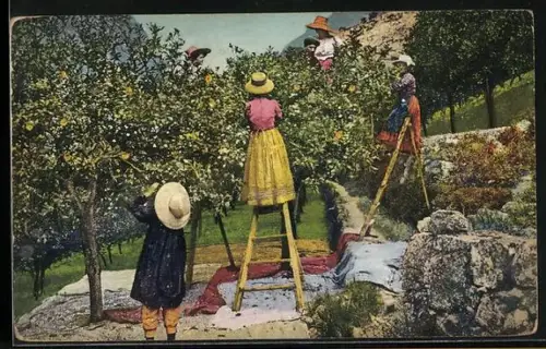 AK Frauen ernten Orangen
