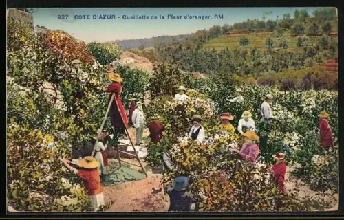 AK Cote d`Azur, Cueillette de la Fleur d`oranger