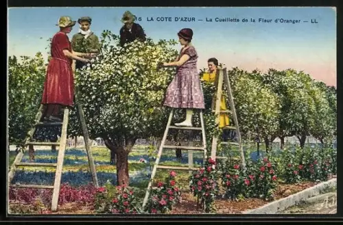 AK La Cote d`Azur, La Cueillette de la Fleur d`Oranger, Orangenernte