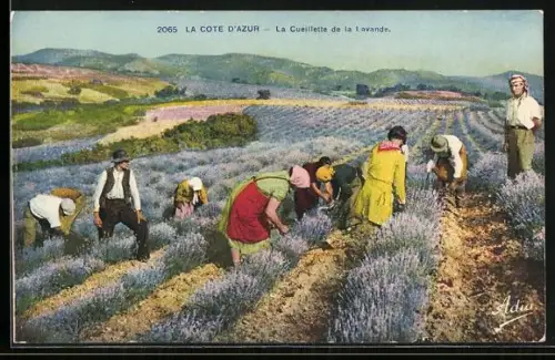 AK La Cote d`Azur, La Cueilette de la Lavande, Lavendelernte, Gärtnerei