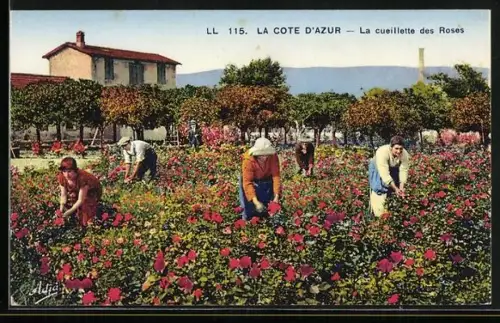 AK Cote d`Azur, La Cueillette des Roses