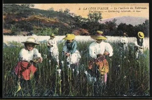 AK Cote d`Azur, Cueillette des Tubéreuses