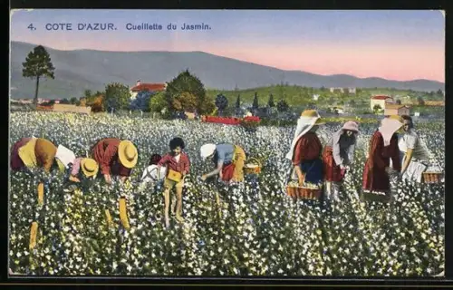 AK Cote d`Azur, Cueillette du Jasmin