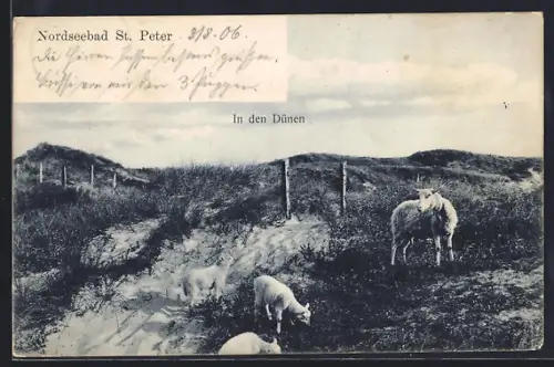 AK St. Peter / Nordsee, Nordseebad, Schafe in den Dünen