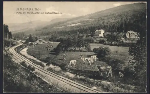AK Ilmenau / Thüringen, Partie im Manebachtal mit Waldschlösschen, Kühe & Eisenbahngleise