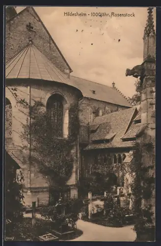 AK Hildesheim, 1000jähriger Rosenstock