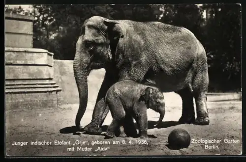 AK Berlin, Zoologischer Garten, junger indischer Elefant Orje mit Mutter Aida