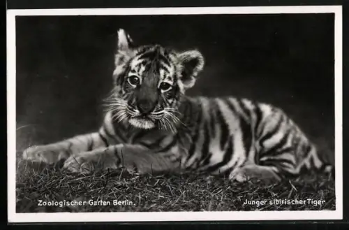 AK Junger sibirischer Tiger im Zoologischen Garten Berlin