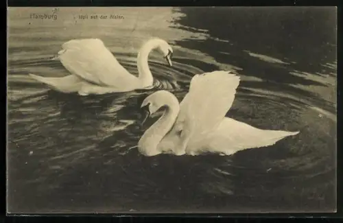 AK Hamburg, Schwäne auf der Alster