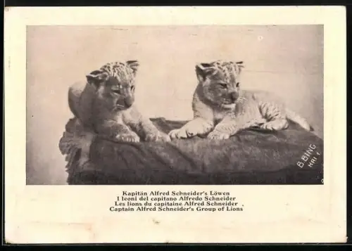 AK Kapitän Alfred Schneider`s Löwen