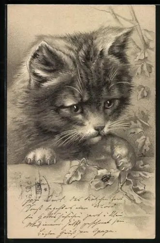 Lithographie Katze und Käfer