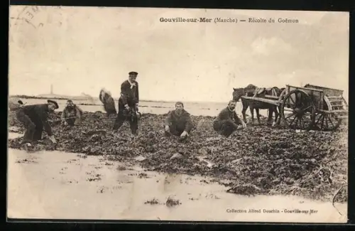 AK Gouville-sur-Mer /Manche, Récolte du Goémon