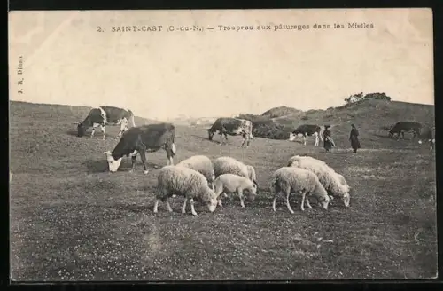 AK Saint-Cast /C.-du-N., Troupeau aux pâturages dans les Mielles