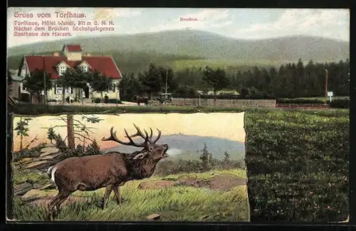 AK Thale, Hotel Torfhaus Wendt, Brocken, Hirsch im Harz