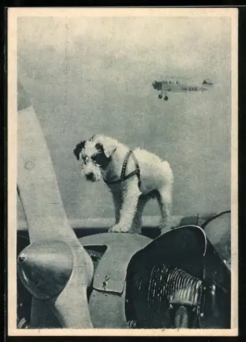 AK Talisman, Hund steht auf Flugzeug