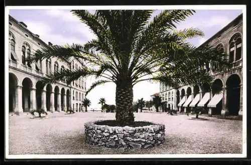 AK Split, Boticeva poljana, Palme