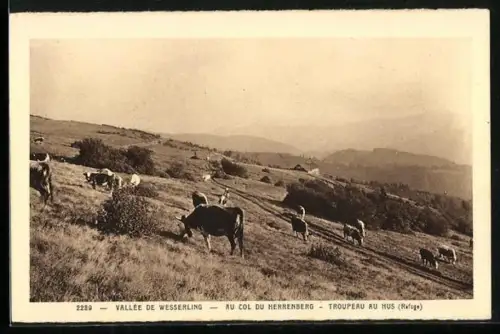 AK Vallée de Wesserling, vue du col du Herrenberg, un troupeau de vaches au hus