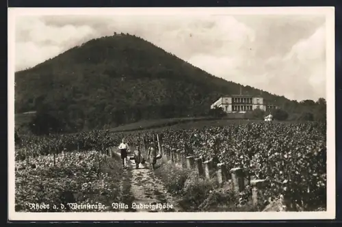 AK Rhodt / Weinstrasse, Villa Ludwigshöhe
