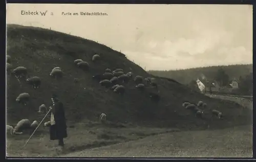AK Einbeck, Partie am Walschösschen, Schäfer hütet seine Schafe