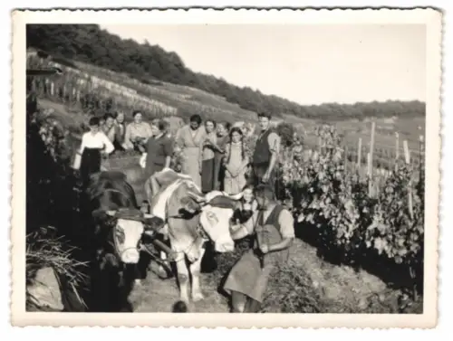 2 Fotografien Weinbauern bei der Weinlese, Ochensgespann, Weinreben, Trauben Ernte, 1934